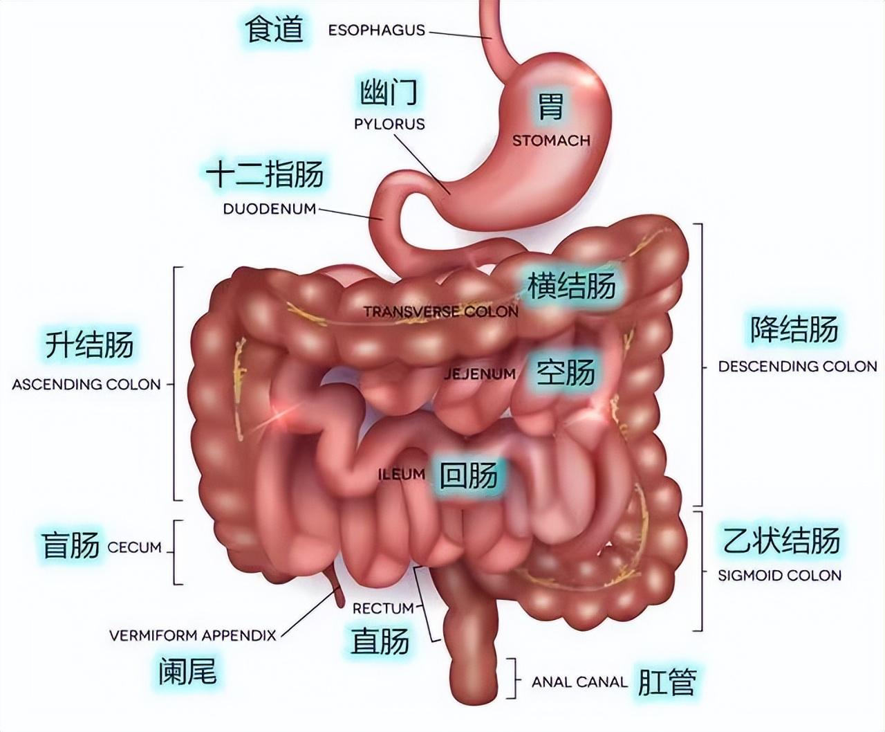 哪几种食物被称为“肠道推粪机”（人体最大的“免疫器官”）