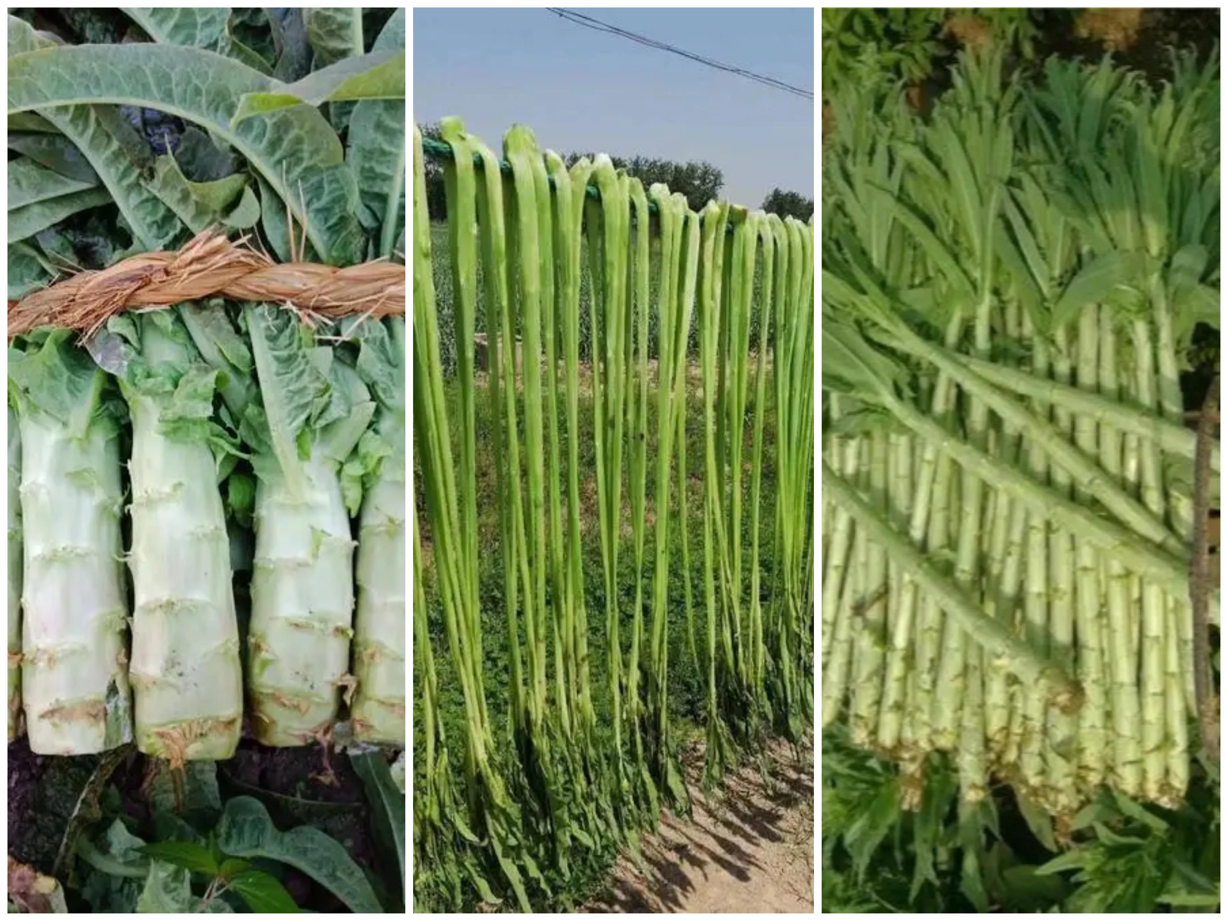 贡菜是什么菜是不是莴笋（贡菜到底是不是莴笋呢）
