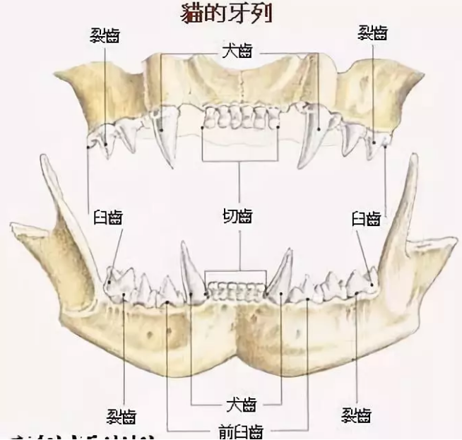 猫咪换牙顺序图解图片（猫咪也回换牙吗）