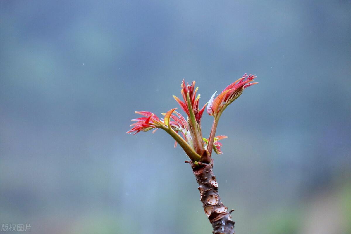 经济作物有哪些（种植7种经济作物，还真不少赚钱）