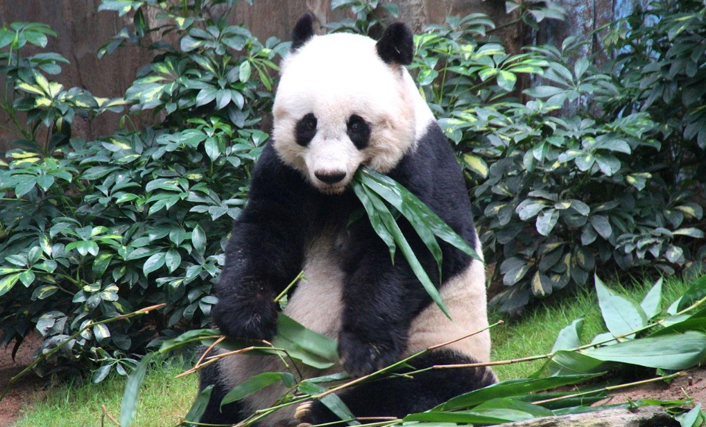 熊猫的特点和生活特征和爱好（大熊猫有哪些生活习性，为什么还能促进中外友好呢）