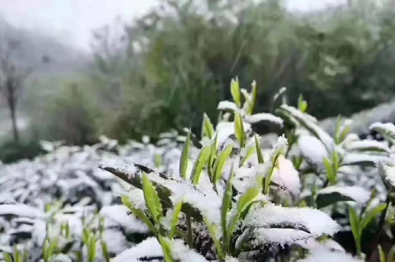 雨前和明前茶的区别（雨前茶和明前茶有什么区别呢）