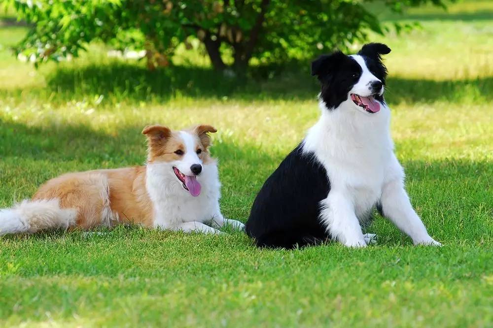 边牧犬多少钱一只幼崽（边牧犬一只要多少钱呢）