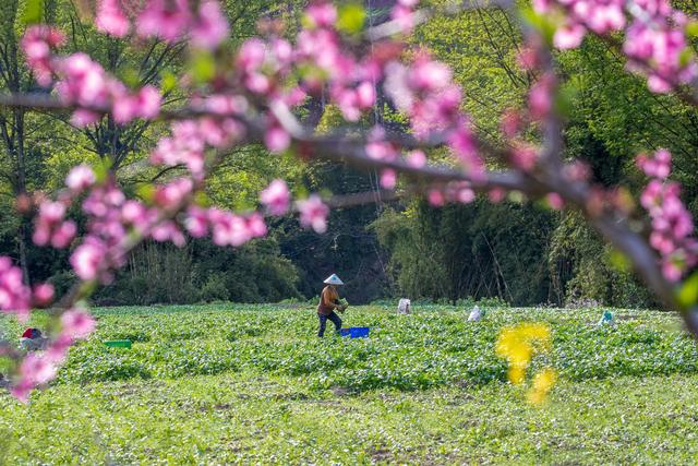 花香四溢 春耕如画（一幅幅美丽的乡村春耕画卷徐徐展开）