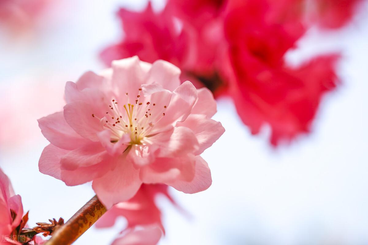 桃花什么时候开花季节（桃花盛开是几月份呢）