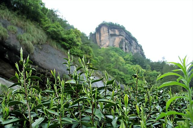 旅游专列来啦（旅游变得更加轻松惬意）